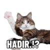 Kucing lucu (x49bswnvzt)