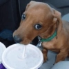 Mix perritos sin palabras  (th97v8rsjg)