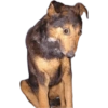 Cats and dogs