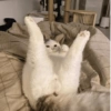 قطة خبيثة 😈🐈 (mjqs23wcht)