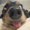 Mix perritos sin palabras 