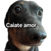 Cats and dogs (qym7wcrkx5)