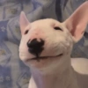 Mix perritos sin palabras 