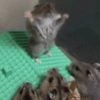 Más Animalitos!  🙊🐕 (wxybks2qdv)