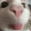 صور مضحكة للقطط 2 (kqn89mgyct)