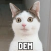 MEME KUCING GELO 😹 (dwch7p2f9s)