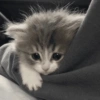 قطط: عصبية ولطيفة 😾 (27bdz53xcr)