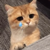 قطة حزينة تبكي (dbvkwjcxpy)