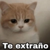 Gatitos SAD 😞 1 (p2qwhdxr48)