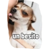 Juanito Chihuahua (rnmcxj6htg)