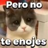 Michitos 2 🐱🐈 (z52nvtxh76)