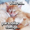 Michis expresivos 🐈🐱 (yhqf6359k4)