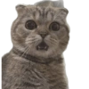 Memes para compartir 🤙 (9dqhjkmn8x)