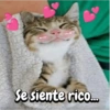 Michis expresivos 🐈🐱 (s6tf2rq84p)
