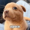 كلاب للدردشة 🐕 (ywd94zktpf)