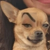 كلاب للدردشة 🐕 (pfz65y7vdq)
