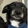 كلاب للدردشة 🐕 (fm6dknpc7t)
