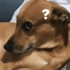 كلاب للدردشة 🐕 (4v9bc8jmkp)