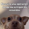 كلاب للدردشة 🐕 (8cv7byghsn)
