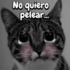 Michis expresivos 🐈🐱 (bzjw9dh3k8)