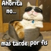 Michis expresivos 🐈🐱 (nts364g9rk)