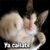 Michis expresivos 🐈🐱 (bv843c6qm7)