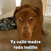 كلاب للدردشة 🐕 (pjsywr5c4g)