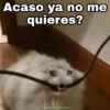 Gatitos SAD 😞 1 (jrhntzgpcm)