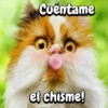 Michis expresivos 🐈🐱 (qt9hbs824p)