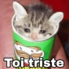 Gatitos SAD 😞 1 (r7yf5863zb)