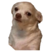 Chihuahuas random (chwpmzqdyt)