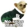 Chihuahuas random (nbr8tg69pd)