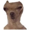 Chihuahuas random (pt5jg7d3rf)