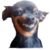 Chihuahuas random (6cdnq8ws52)