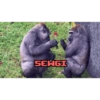 Uga buga (23qfdwgbmr)