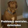 كلاب للدردشة 🐕 (rswpb6xmkj)