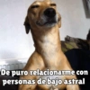 كلاب للدردشة 🐕 (j8bdnwk63c)