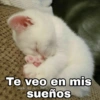 🌈 Gatitos para responder 1 🐈 (jxc3d2rmbp)