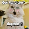 Michis expresivos 🐈🐱 (8g9cdx674v)