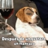 كلاب للدردشة 🐕 (34wc7rg5f6)