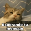Gatitos SAD 😞 1 (x482hdbw6v)
