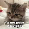 🌈 Gatitos para responder 1 🐈 (fbw42p7k83)