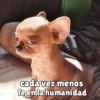 كلاب للدردشة 🐕 (5cjrz4gx39)