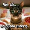Michis expresivos 🐈🐱 (9tyqhmgr73)