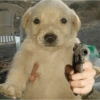 Meme dogs (hk3qbjrx59)