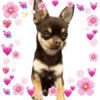 Chihuahuas Tiernos 🥰 (wjpcz5b4tr)