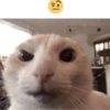 حيوانات مضحكة 4 (wxpqhgj79k)