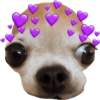 Chihuahuas Tiernos 🥰 (zrfd7893n2)