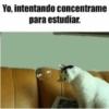 Estudiar (bfv6gmsxr8)