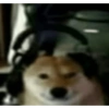 Meme dogs (9425m6nztb)